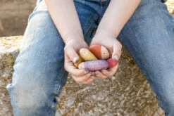 Grapat Houten Insecten 6 Kleuren, 18st. (insects) -Kinderspeelgoed Verkoopwinkel grapat houten insecten 6 kleuren 18st insects 3